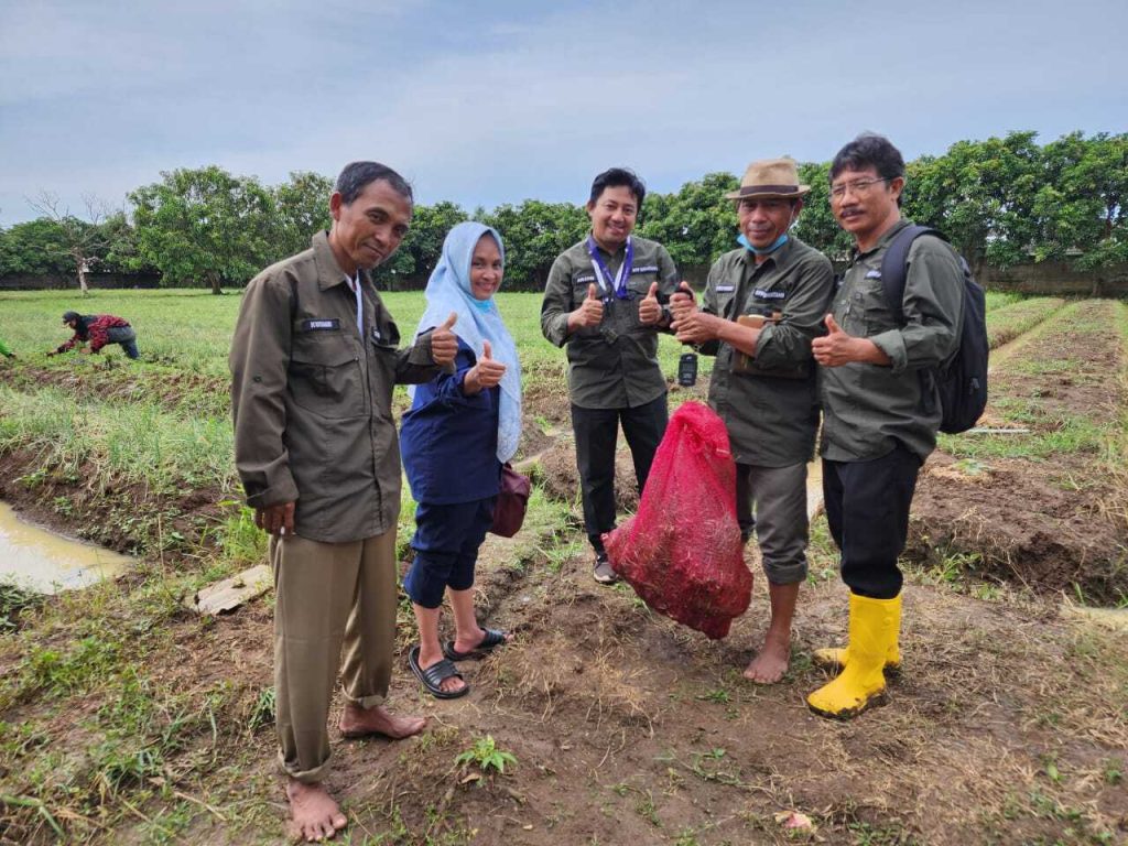 Tingkatkan Budidaya Bawang Merah Brebes, DPKP Kabupaten Gelar Ubinan