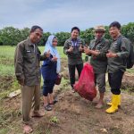 Dalam rangka untuk peningkatan produktivitas (intensifikasi) budidaya bawang merah Varietas Bima Brebes Seluas 10 hektare, Dinas Pertanian dan Ketahanan Pangan (DPKP) Kabupaten Tangerang menggelar kegiatan Ubinan (memperkirakan panen) bawang merah di Kelompok Tani Sumber Jaya I Desa Tanjakan Mekar Kecamatan Rajeg, Kabupaten Tangerang.