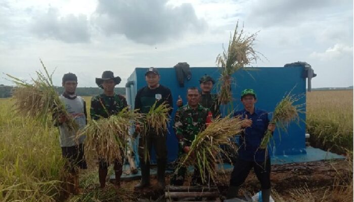 Kabupaten Lebak Memasuki Masa Panen di Bulan Ramadhan 1446 H